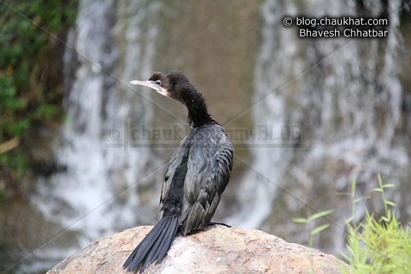 Little Cormorant [Phalacrocorax niger, Microcarbo niger] looking left stretched - Photography done at Okayama Garden [AKA Pu La Deshpande Garden] in Pune